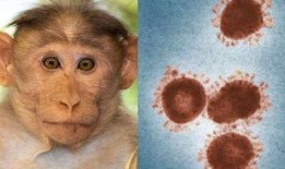 美国猴痘爆料新闻视频最新,追踪病毒传播与应对措施揭秘